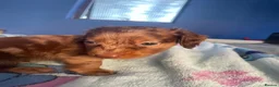 Dachshund dogs for sale: Beautiful dachshund/sausage dog pups for sale  - Advert 9