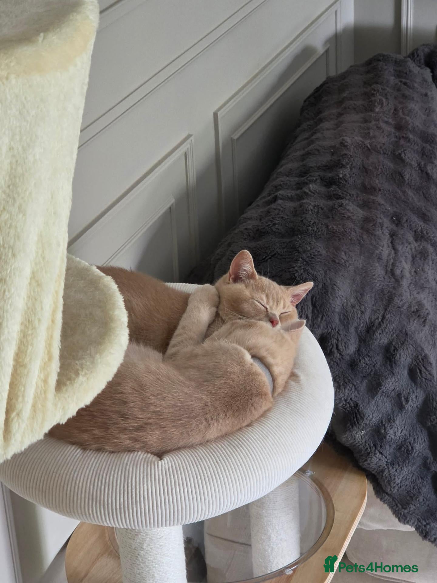 British Shorthair cats *** Two chunky male full creamy/lilac BSH left *** - Advert 15