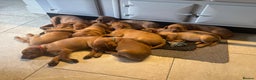 Labrador Retriever dogs for sale: Fox Red Labrador Puppies, last two boys - Advert 2