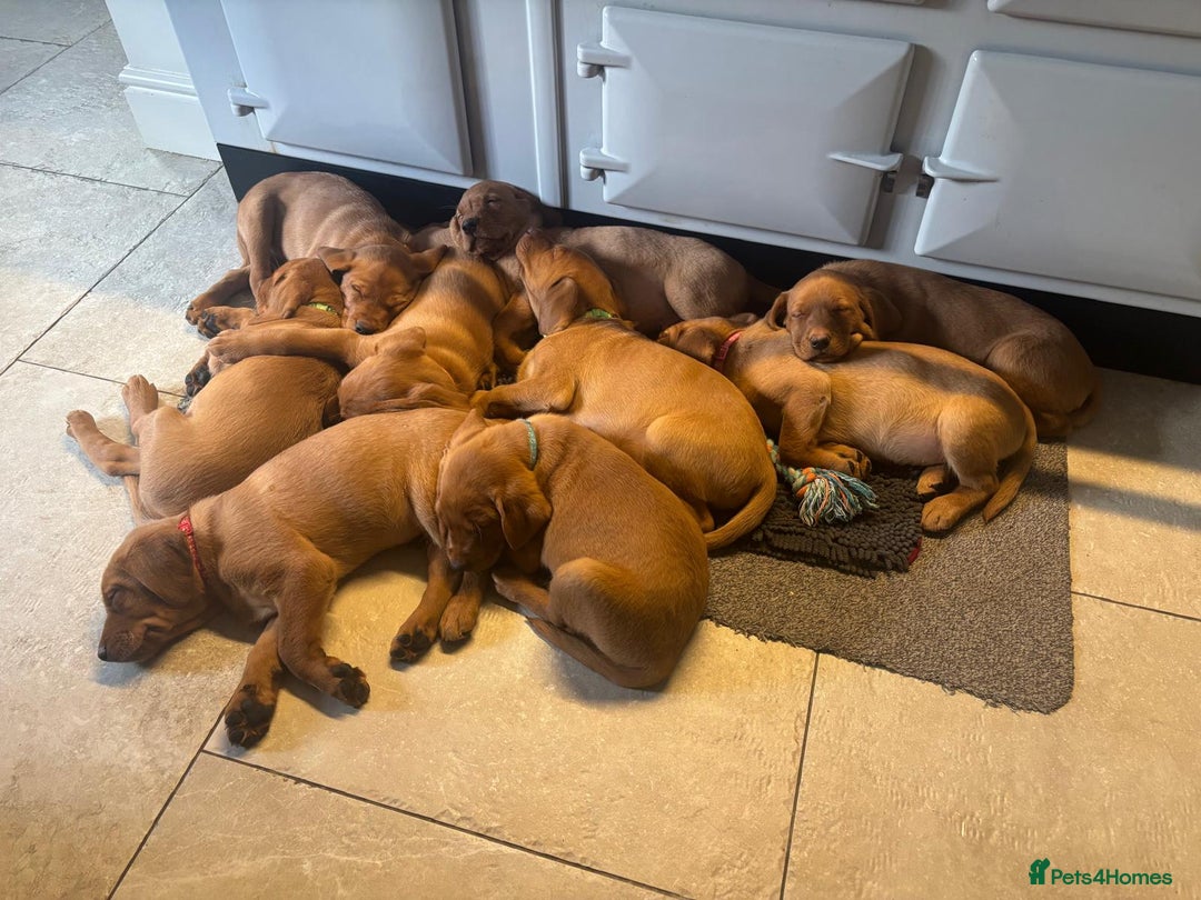 Labrador Retriever dogs for sale: Fox Red Labrador Puppies, last two boys - Advert 2