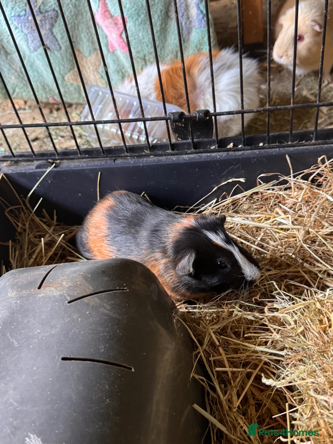 Guinea Pig rodents for sale: single male looking for a home!  - Advert 1
