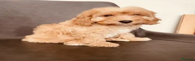 Cavapoo 2