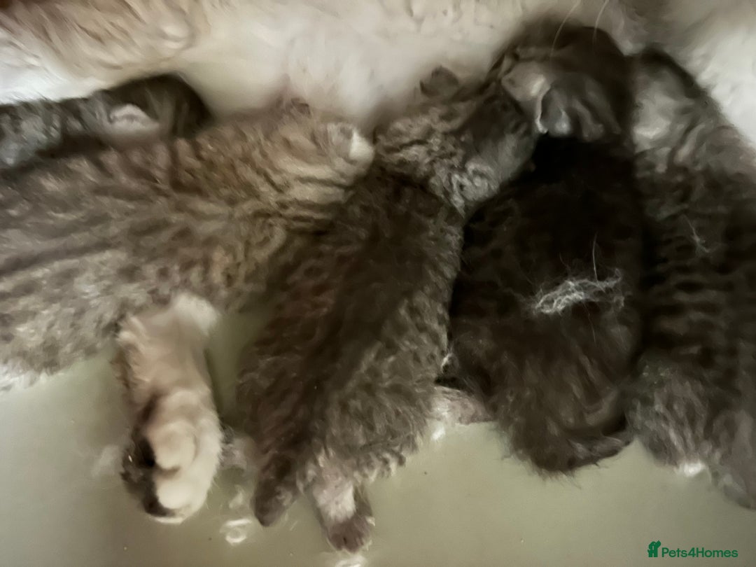 British Shorthair cats for sale: Silver Spotted Full Pedigree Registered BSH - Image 25