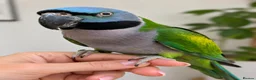Parakeets birds for sale: Derbyan Chinese parakeet babies 3 months old - Advert 4