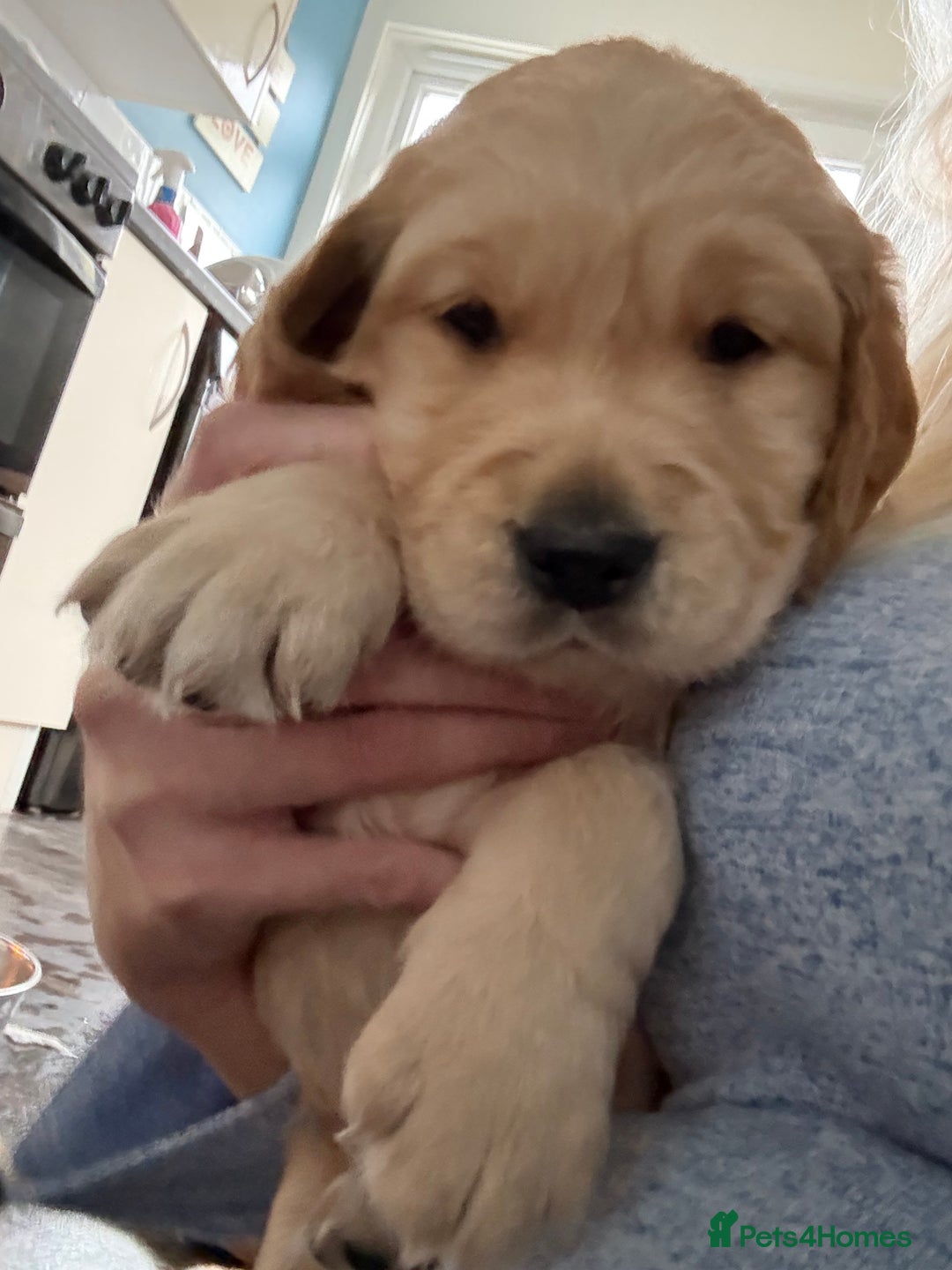 Golden Retriever dogs for sale: 💕 2 Golden Retriever Girls Left 💕 - Image 6