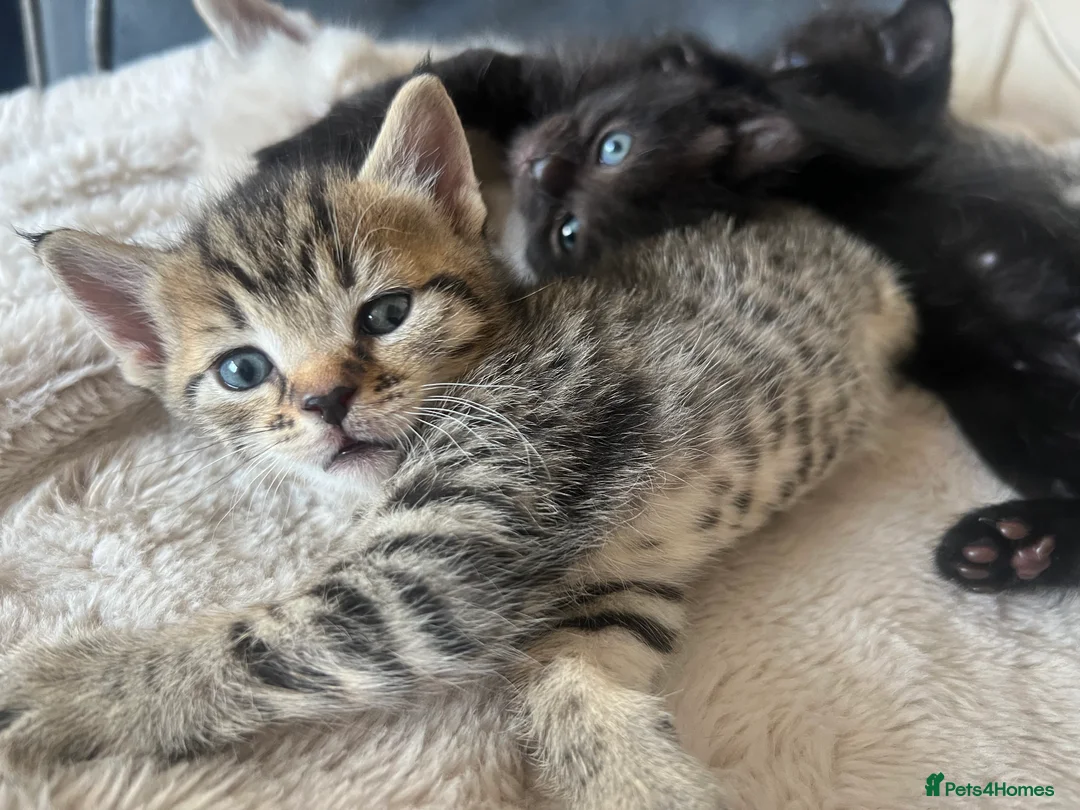 Mixed Breed cats for sale: Stunning Kittens for sale, super friendly - Advert 2