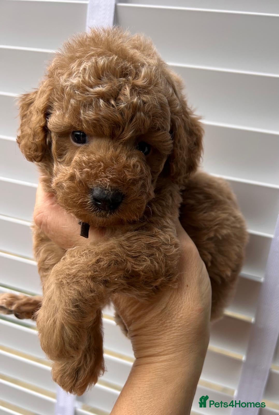 Toy Poodle dogs 🤎🐾 Gorgeous boy puppy available  🤎🐾 - Advert 15