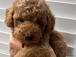 Toy Poodle dogs 🤎🐾 Gorgeous boy puppy available 🤎🐾 - Advert 15