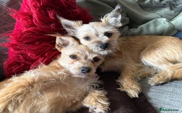 Mixed Breed dogs for sale: 🐾 Adorable Puppies Looking for a Loving Home 🐾   - Image 12