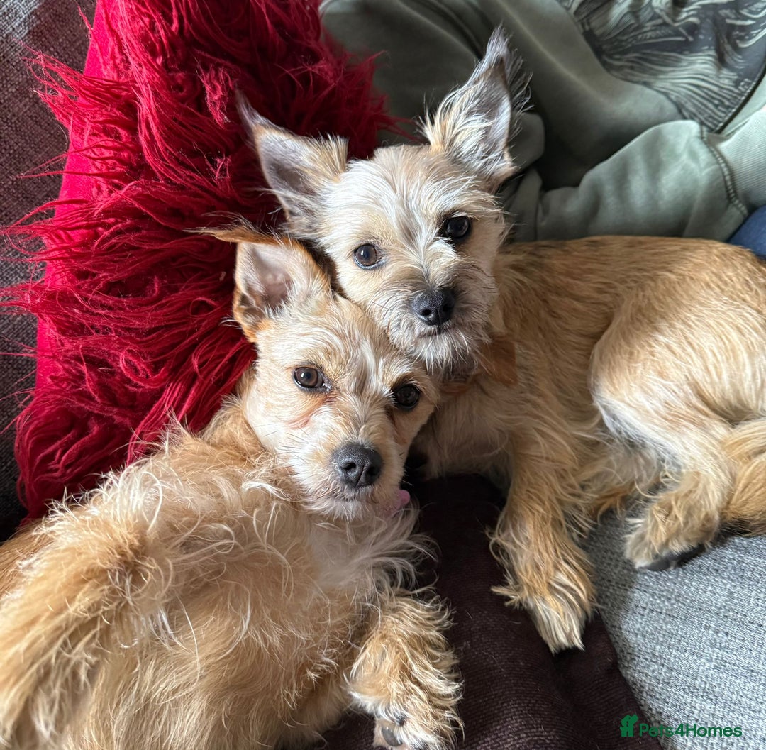 Mixed Breed dogs for sale: 🐾 Adorable Puppies Looking for a Loving Home 🐾   - Image 12