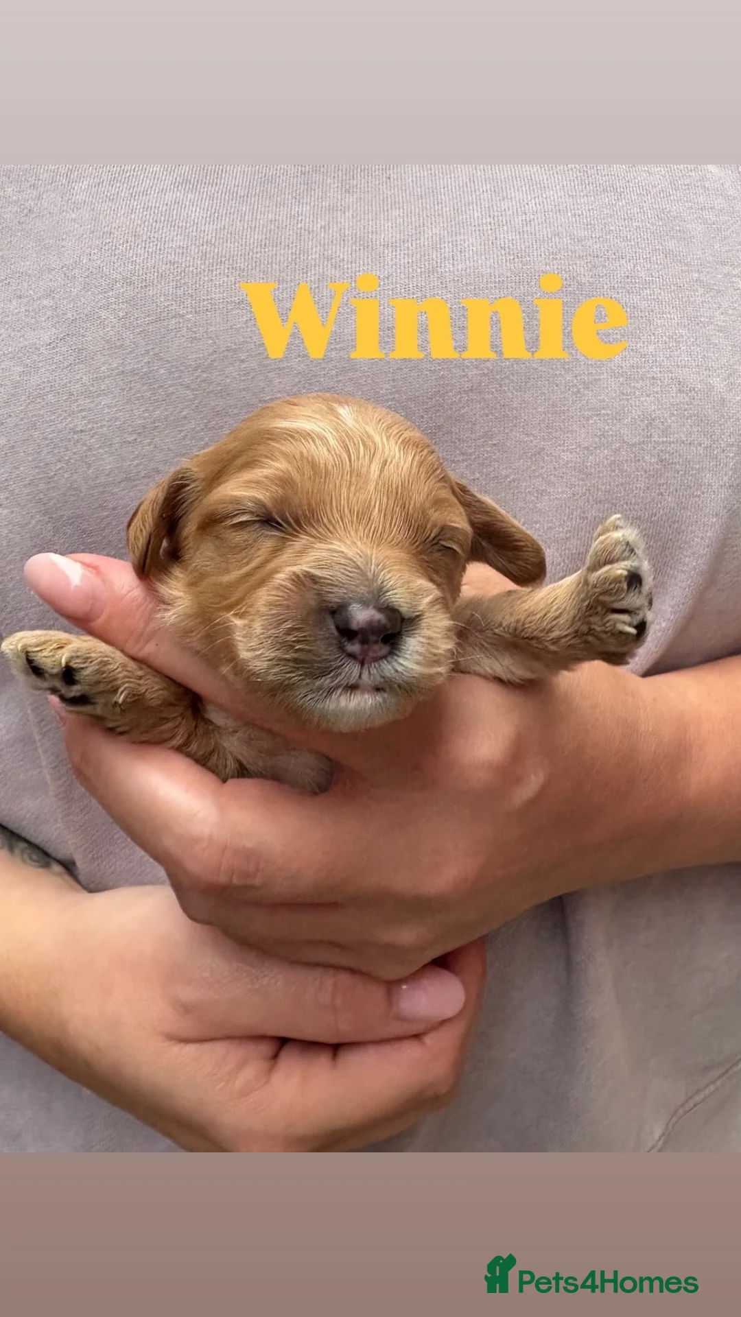 Cavalier King Charles Spaniel dogs for stud: KC, DNA, KC HEART SCHEME GREEN, BVA EYE CLEAR - Advert 2