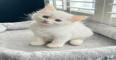 Ragdoll cats - Advert 11