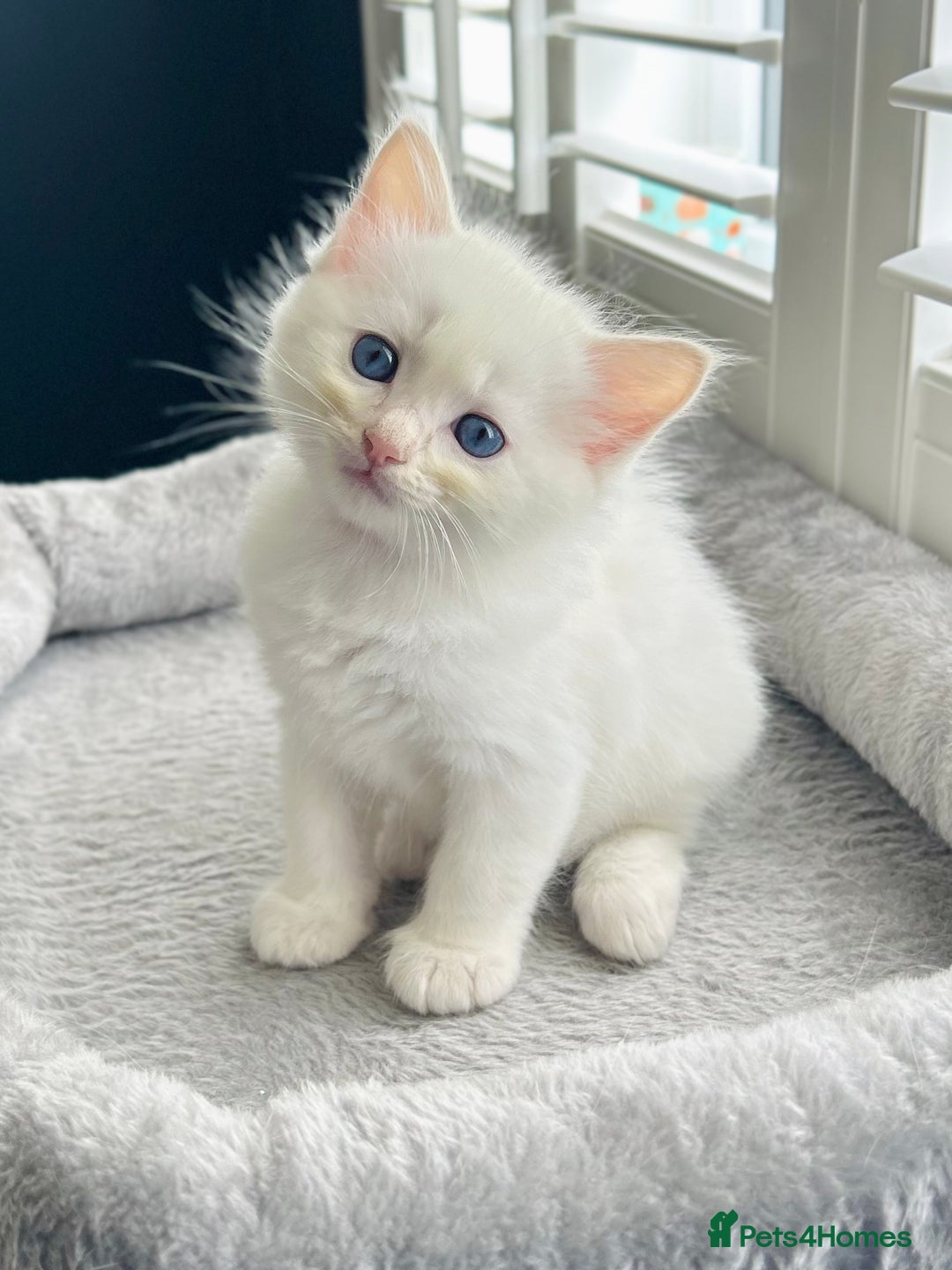 Ragdoll cats for sale: Stunning TICA reg Flame/Cream Boy - Image 3