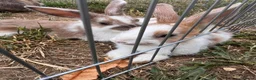 Mixed Breed rabbits for sale: Male bunnies  in Southend-on-Sea - Advert 5