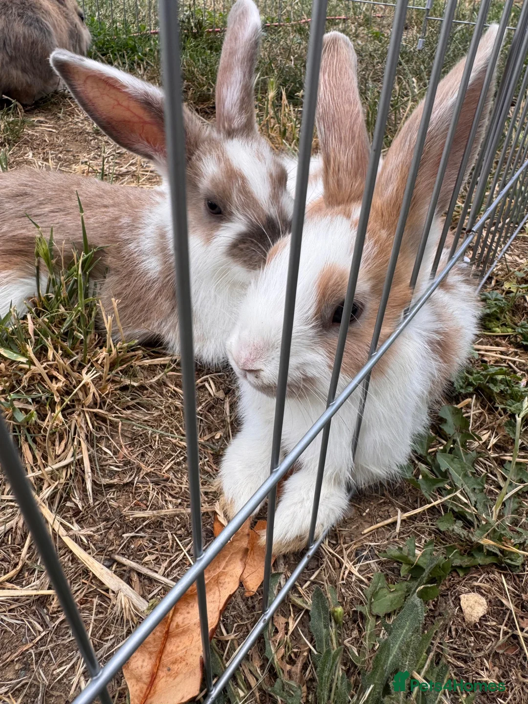 Mixed Breed rabbits for sale: Male bunnies  in Southend-on-Sea - Advert 5