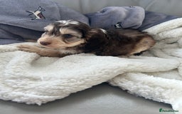 Cockapoo dogs for sale: Stunning coloured cockapoo pups - Image 9