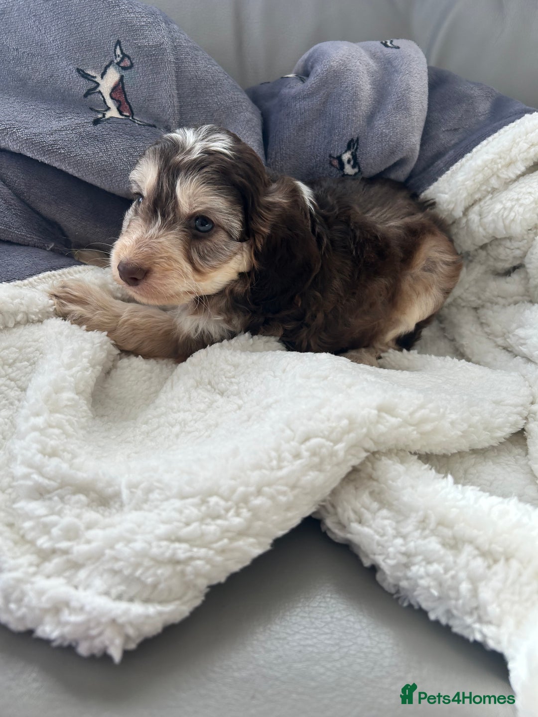 Cockapoo dogs for sale: Stunning coloured cockapoo pups - Image 9