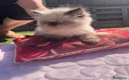 Persian cats for sale: Himalayan Persian kittens - Image 4