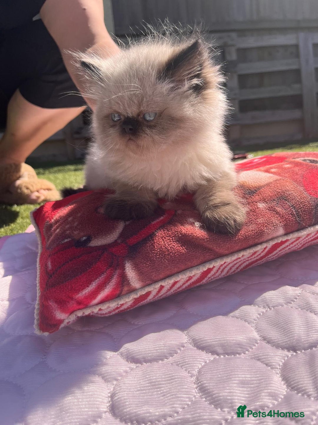 Persian cats for sale: Himalayan Persian kittens - Image 4