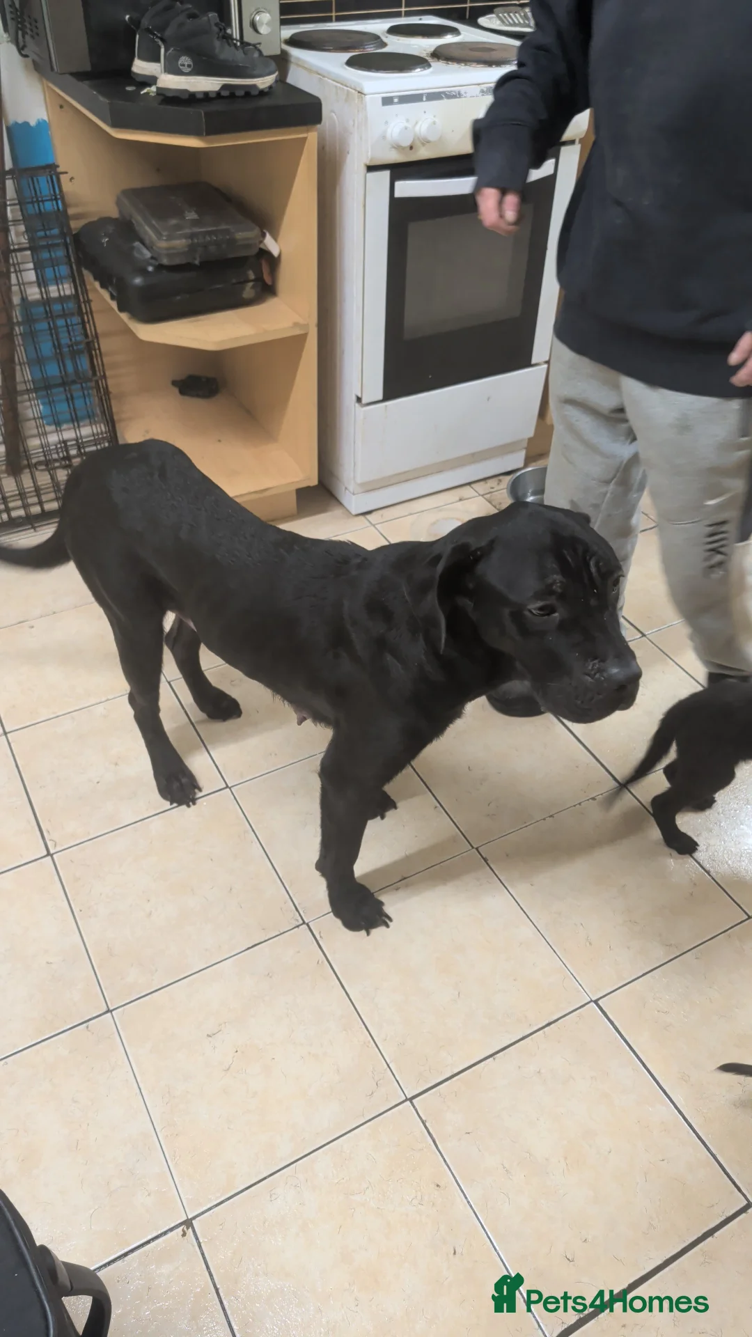 Mixed Breed dogs for sale: Cane corso x German shepherd pups  - Advert 2