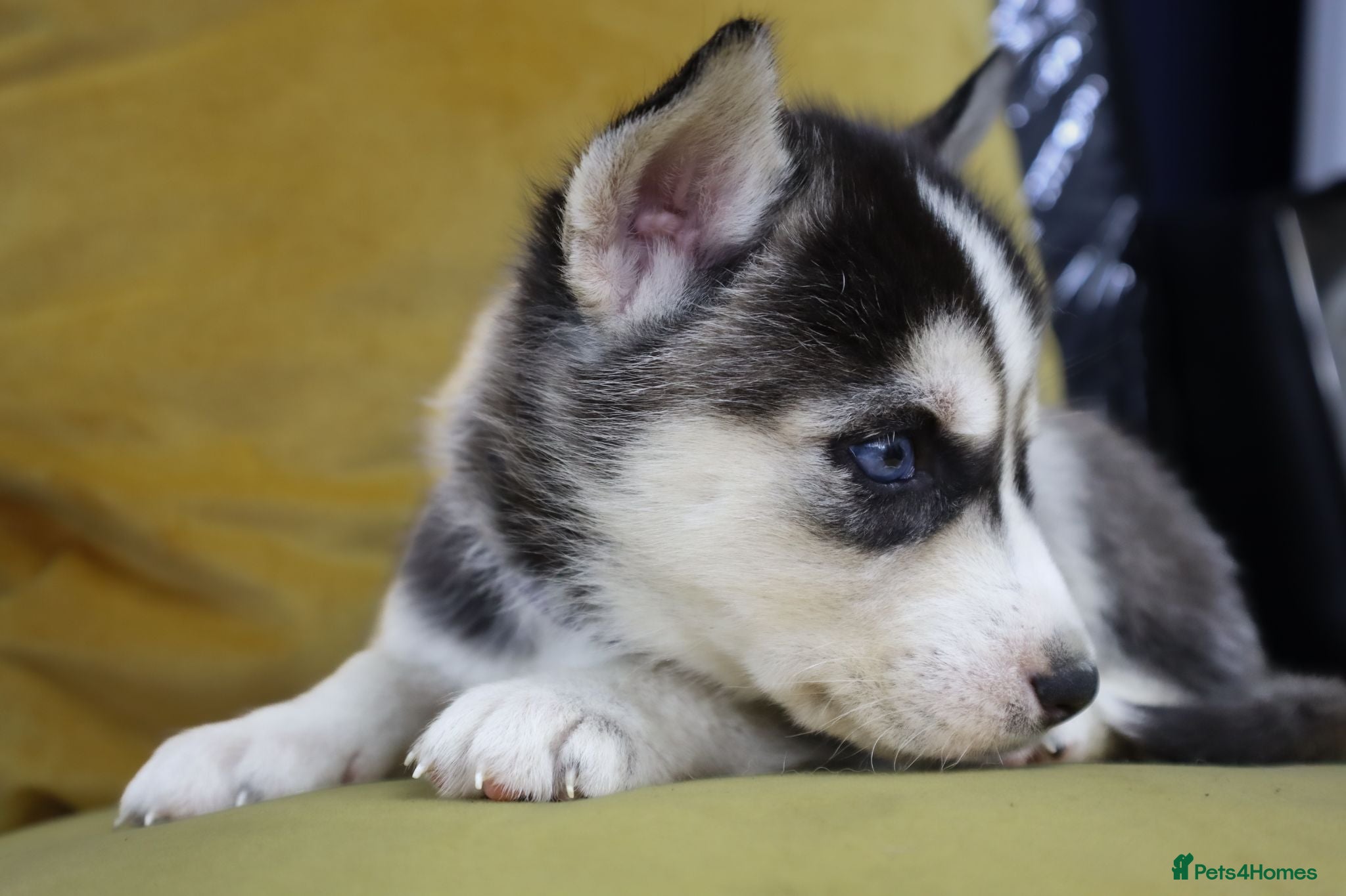 Siberian Husky dogs 7Purebred Huskies puppies DNA health testedParents - Advert 7