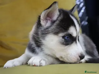 Siberian Husky dogs 7Purebred Huskies puppies DNA health testedParents - Advert 7