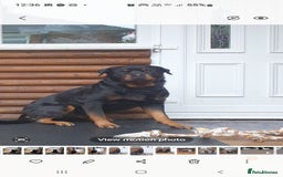 Rottweiler dogs for sale: Kc reg full German champion rottweiler puppies   - Image 35