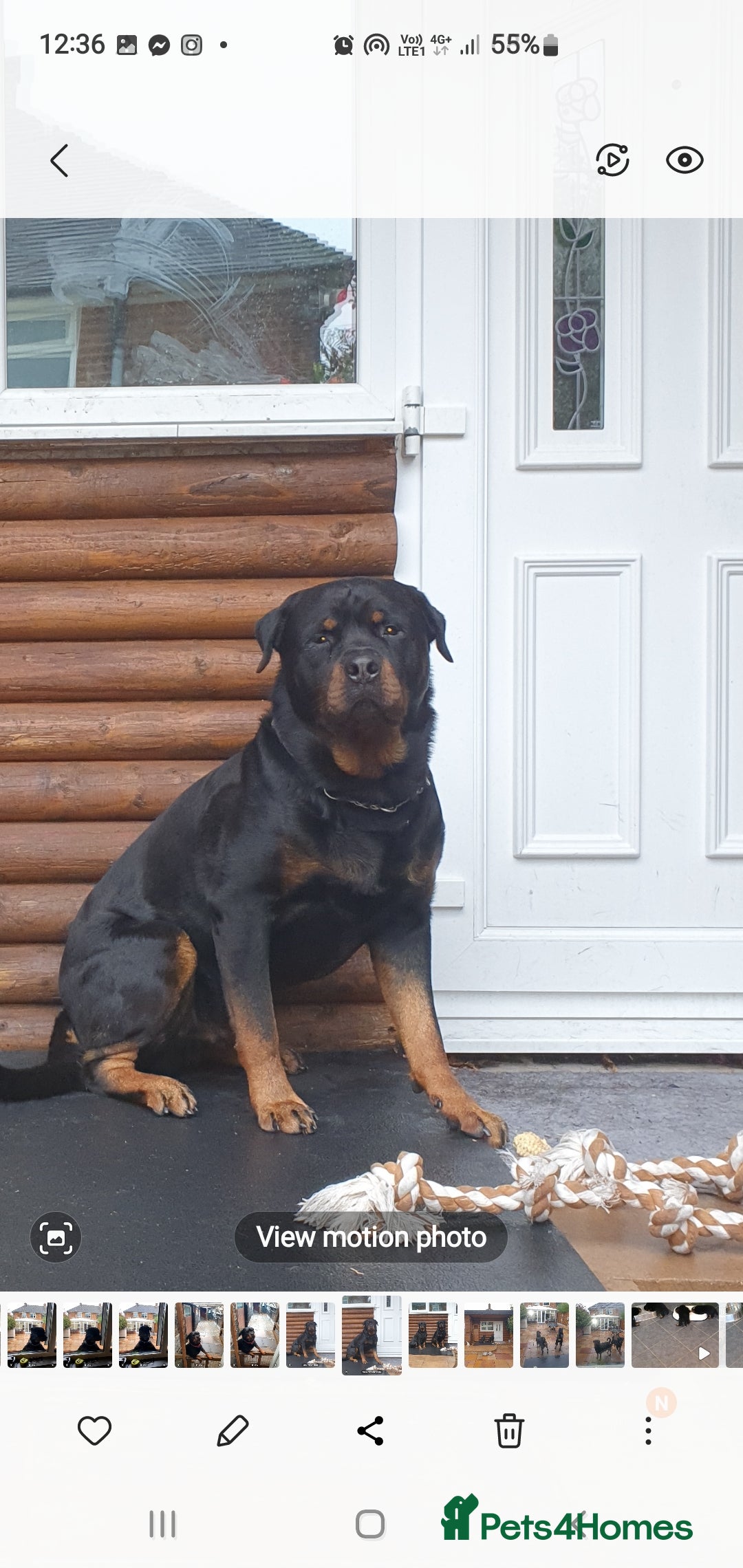 Rottweiler dogs for sale: Kc reg full German champion rottweiler puppies   - Image 35