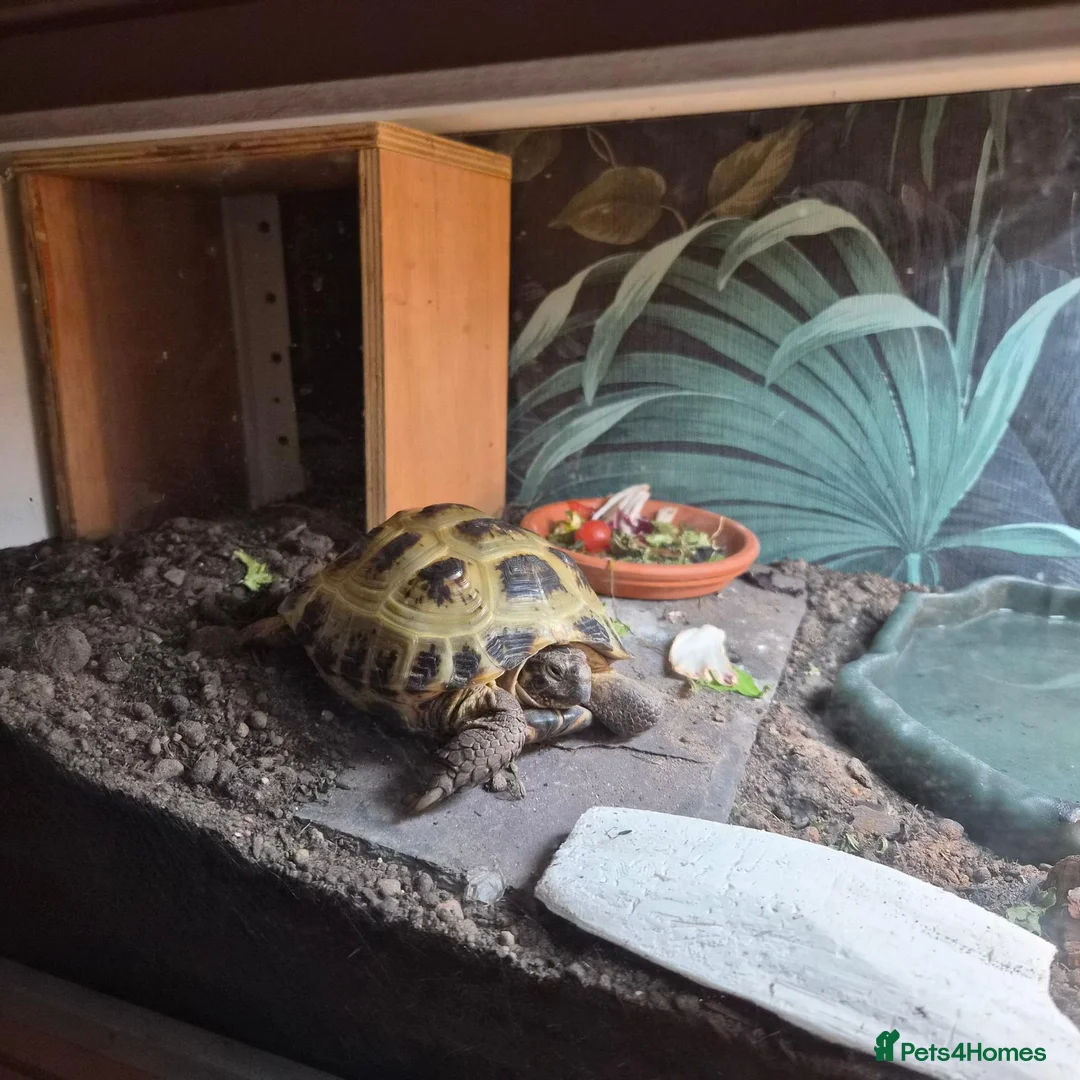 Tortoise reptiles for sale: Male 4 year old horsefield tortoise  in Darlington - Advert 2