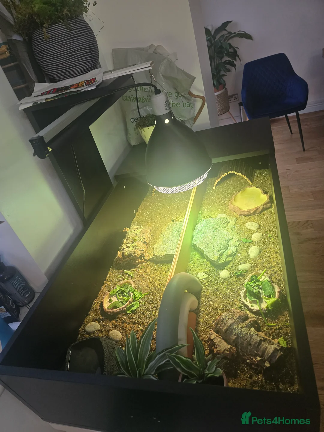 Tortoise reptiles for sale: 2 Tortoises & Full Enclosure Setup for Sale in Burntwood - Advert 5