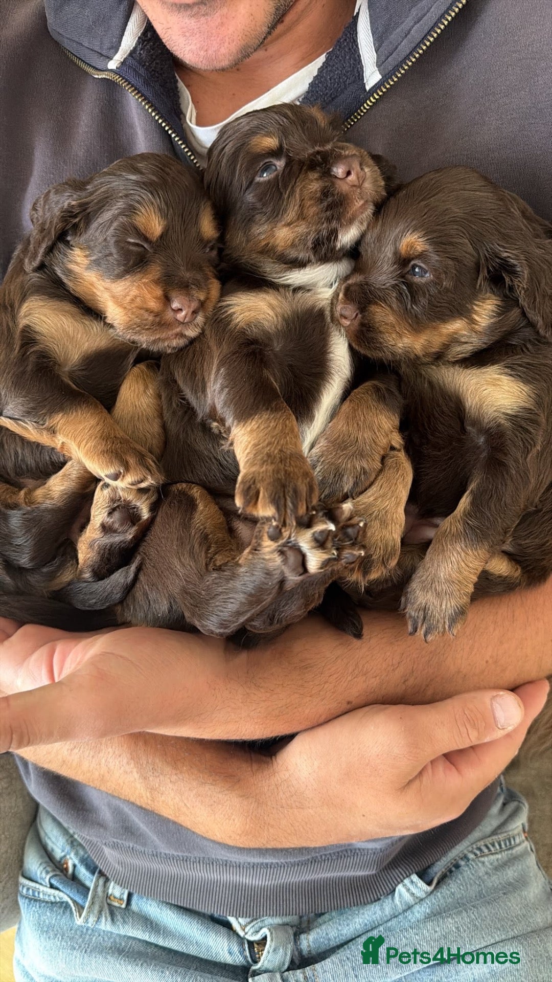 Cocker Spaniel dogs Gorgeous Cocker Spaniel pups! - Advert 2