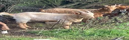 Goats livestock for sale: Male goats - Advert 14