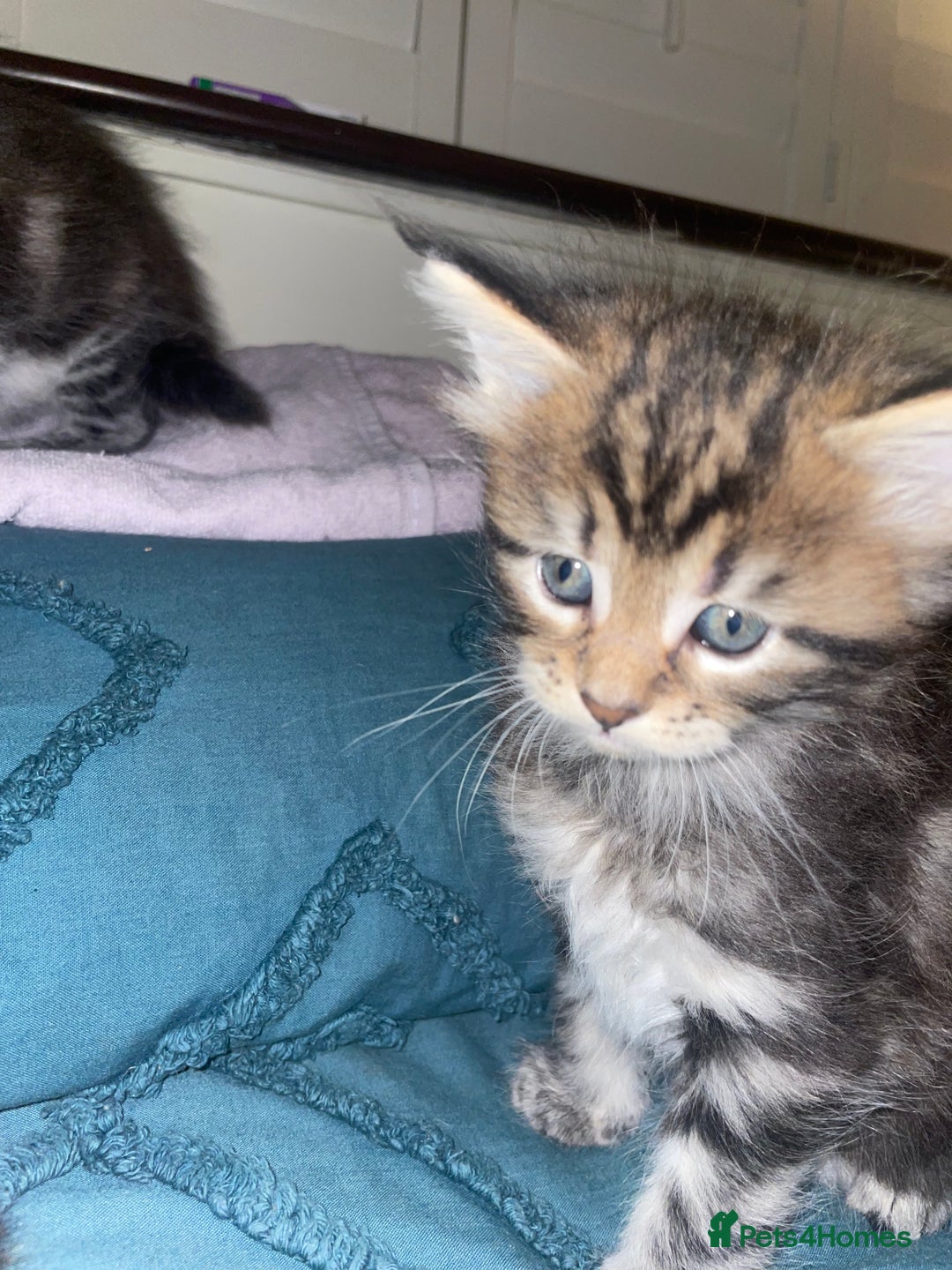 Maine Coon cats for sale: Maine coon kittens  - Advert 7