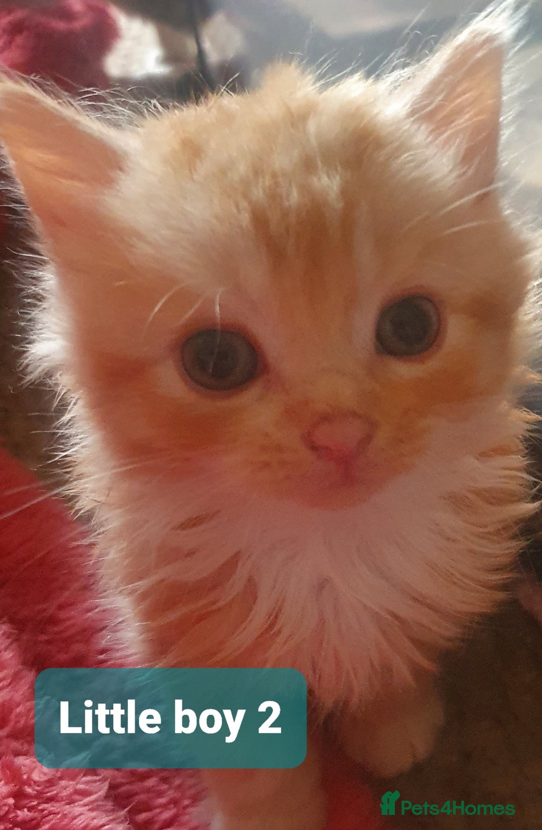 Mixed Breed cats for sale: 2 Fluffy Boys and 3 Gorgeous Girls READY NOW - Image 6