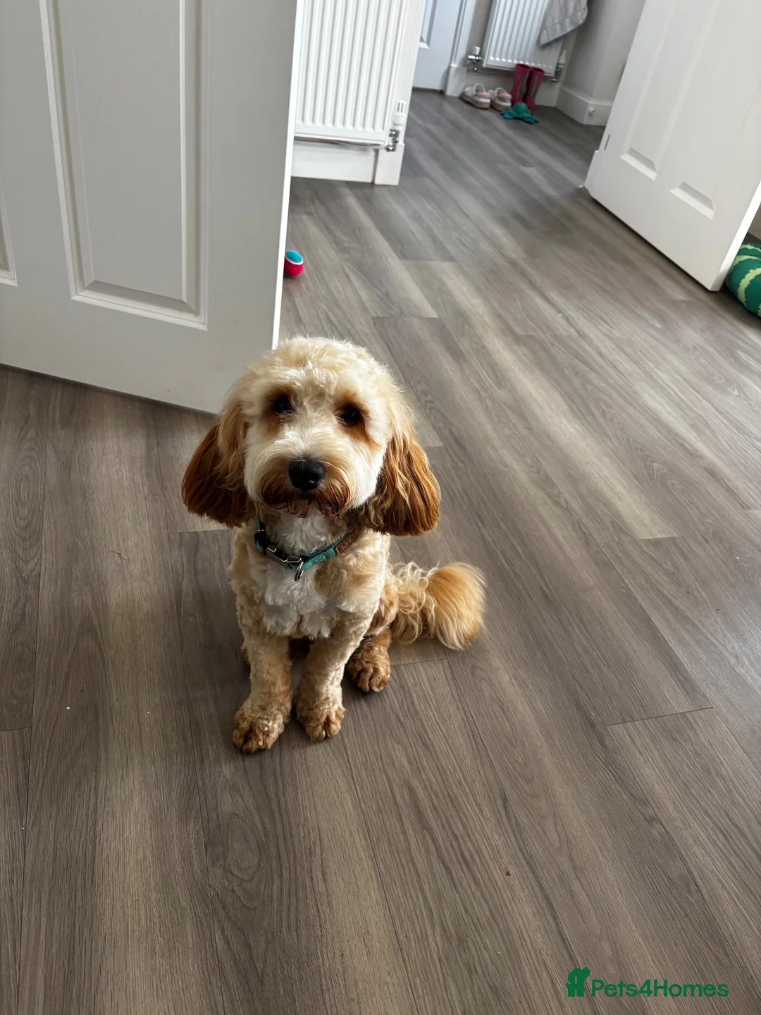 Cockapoo dogs for stud: Cockapoo Stud - Advert 15