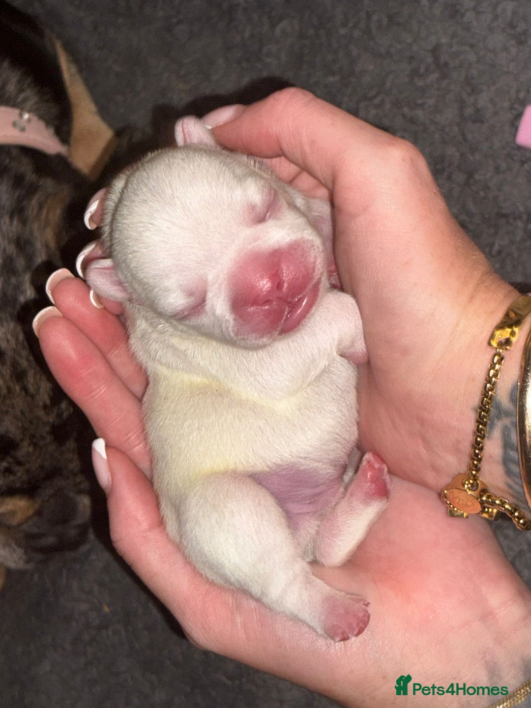 French Bulldog dogs for sale: French bulldog pups  - Image 1