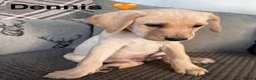 Mixed Breed dogs for sale: Labrador Puppies - Advert 2