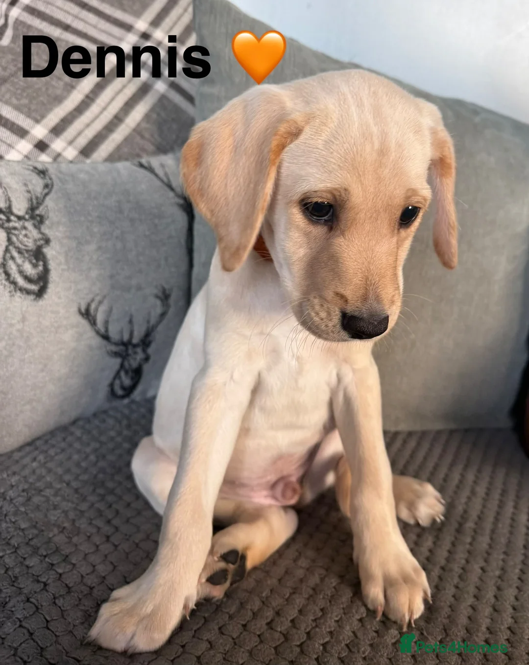 Mixed Breed dogs for sale: Labrador Puppies - Advert 2