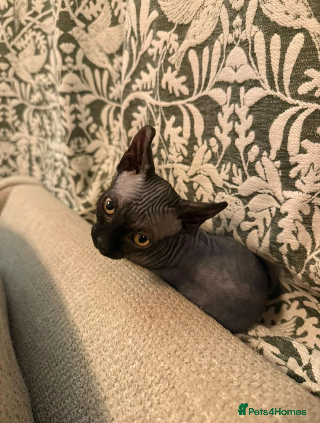 Sphynx cats for sale: Elf Sphynx in Bognor Regis - Advert 3