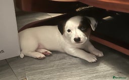Jack Russell dogs for sale: Jack Russell puppies  - Image 2