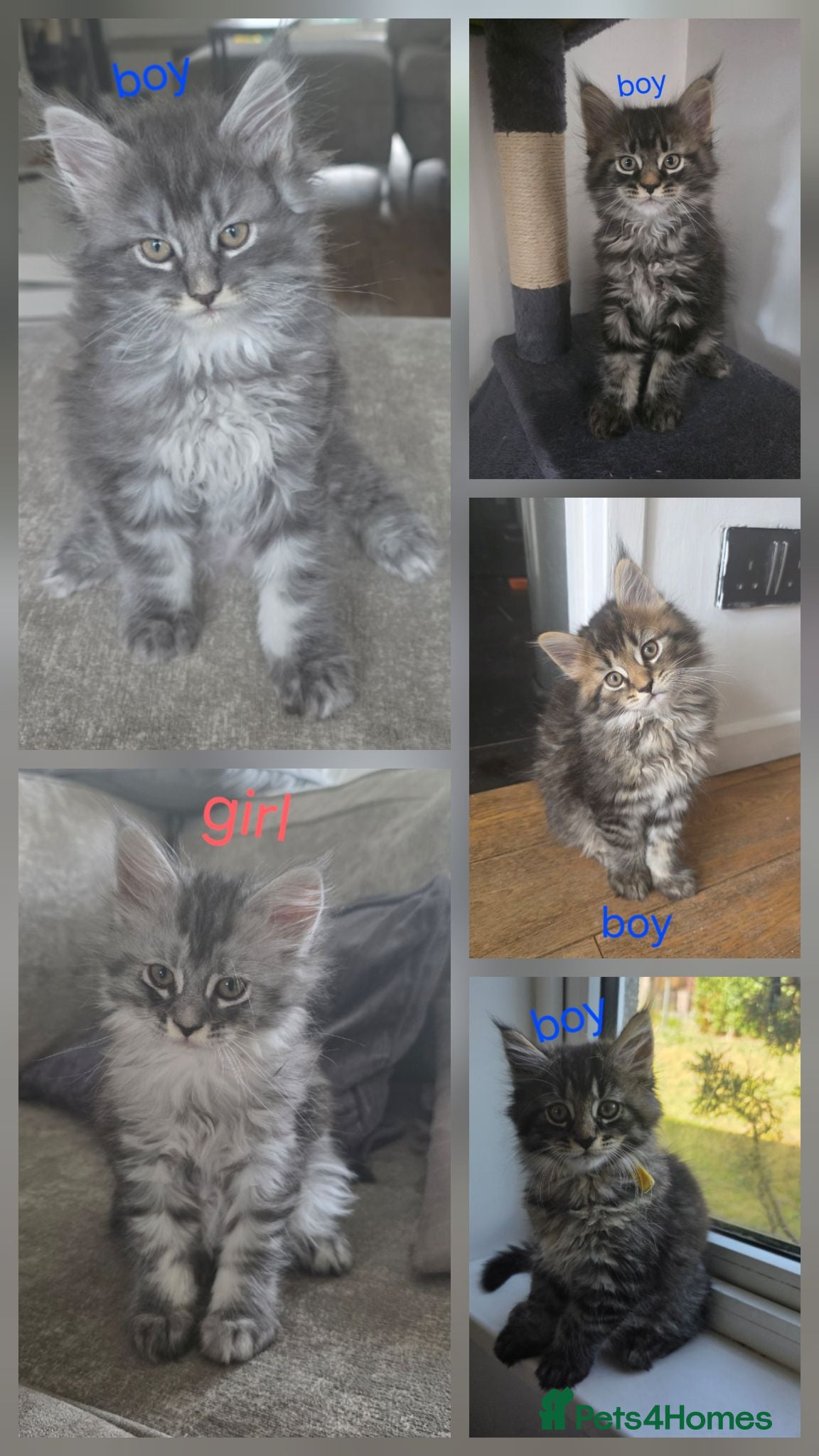 Maine Coon cats Ready now adorable maine coon Kittens 4bs & 1g - Advert 2