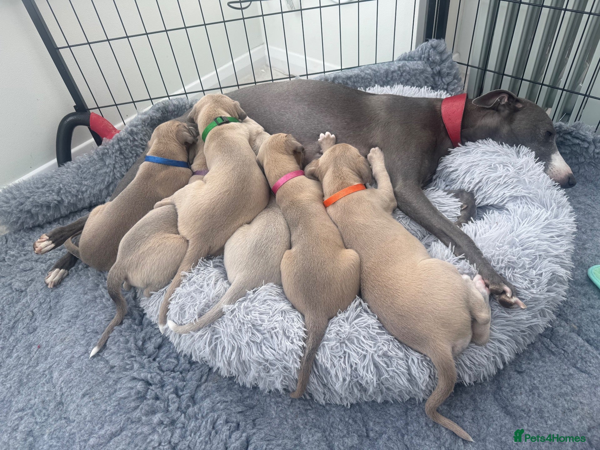 Whippet dogs KC whippet puppies  - Advert 1