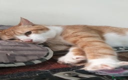 Mixed Breed cats for adoption: Gyza, the cutest biscuit maker 🧡 - Image 3