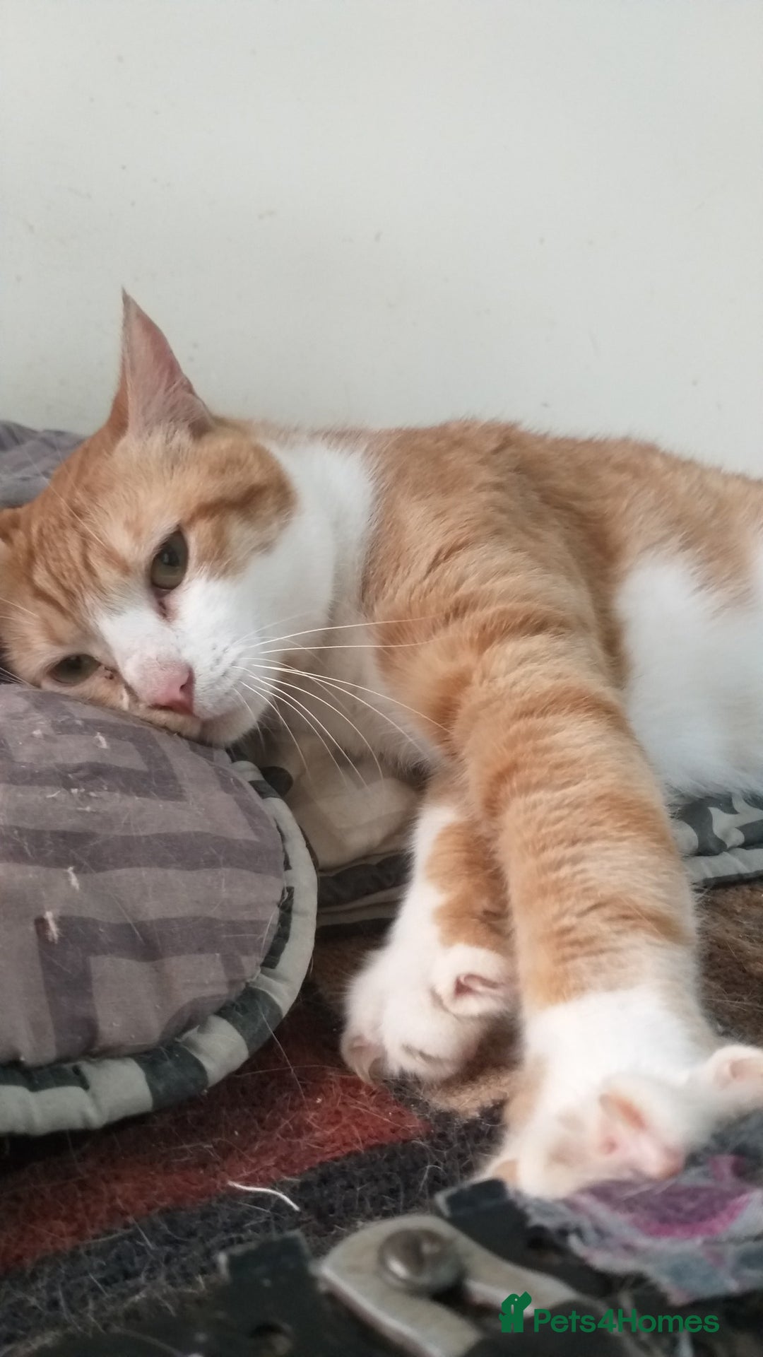 Mixed Breed cats for adoption: Gyza, the cutest biscuit maker 🧡 - Image 3