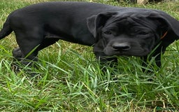 Cane Corso dogs for sale: Big Pure Cane Corso Puppies Ready Now!  - Image 12