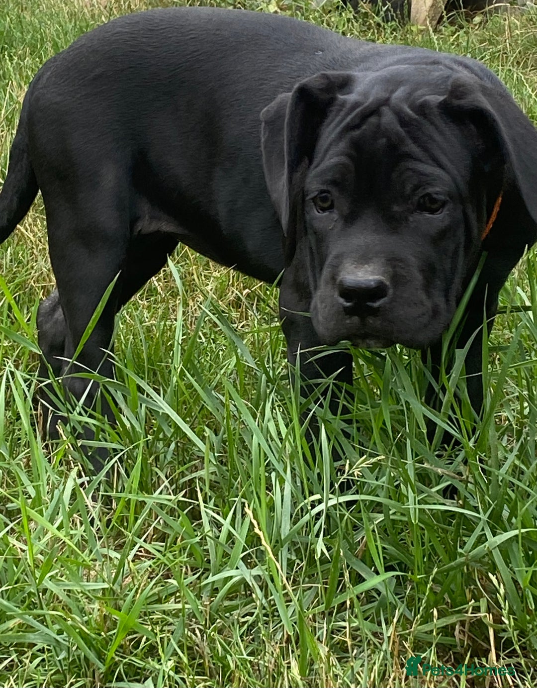 Cane Corso dogs for sale: Big Pure Cane Corso Puppies Ready Now!  - Image 12
