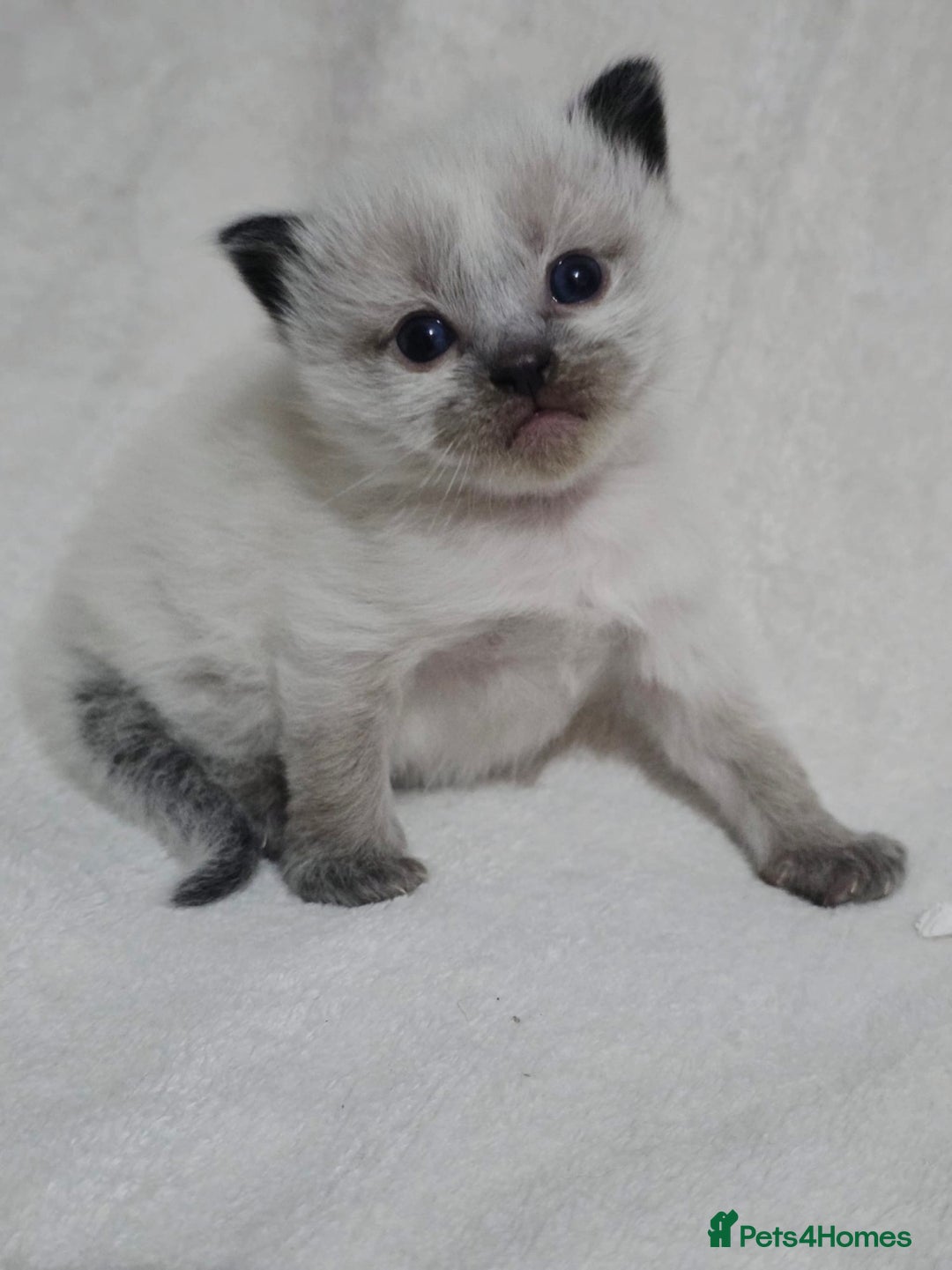 Ragdoll cats for sale: Stunning ragdoll kittens - Advert 3