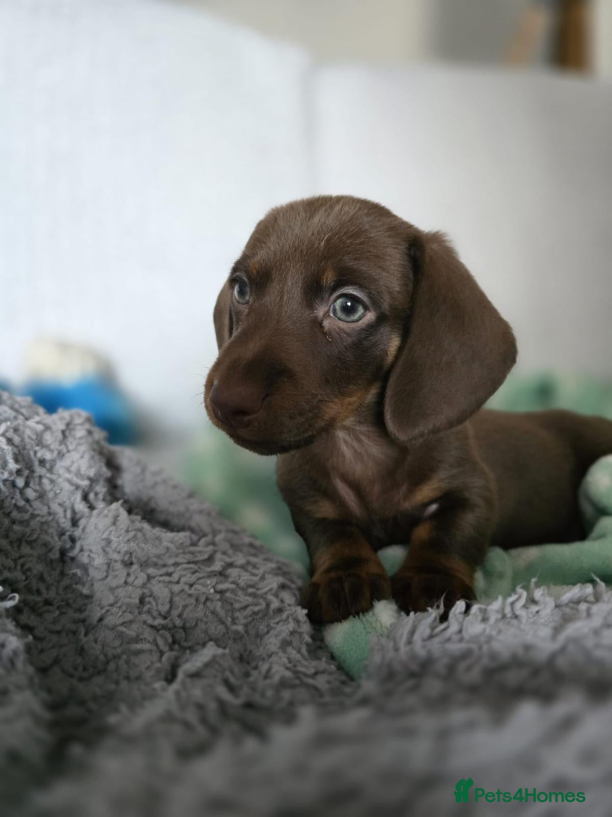 Miniature Dachshund dogs Miniature dachshunds. - Advert 17