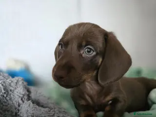 Miniature Dachshund dogs Miniature dachshunds. - Advert 14