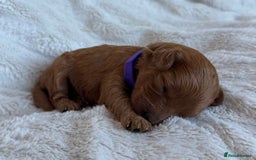 Cavapoo dogs for sale: Beautiful Red F1b Cavapoo Puppies - Image 14